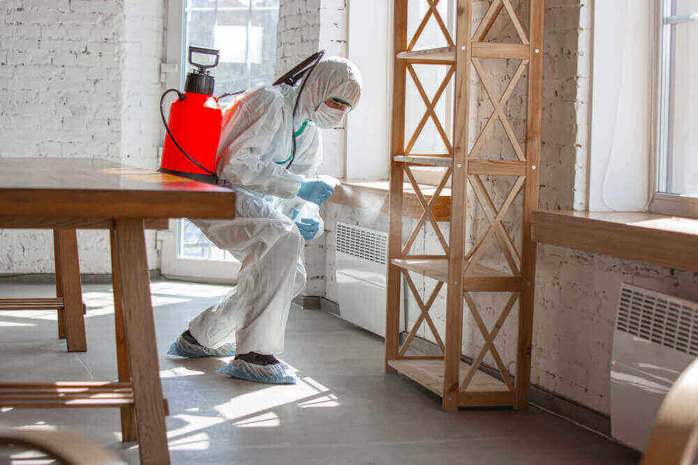 Termite Prevention and Treatment: Safeguarding Your Home's Structure